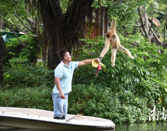 過(guò)節了！深圳野生動(dòng)物園長(cháng)臂猿喜獲“水果大餐”